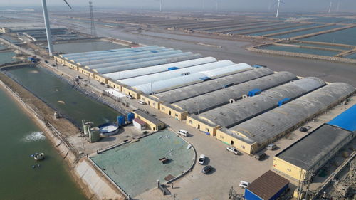 科技賦能，綠色轉型 東營市河口區以工廠化養殖與礦山技術走出鄉村振興新步伐